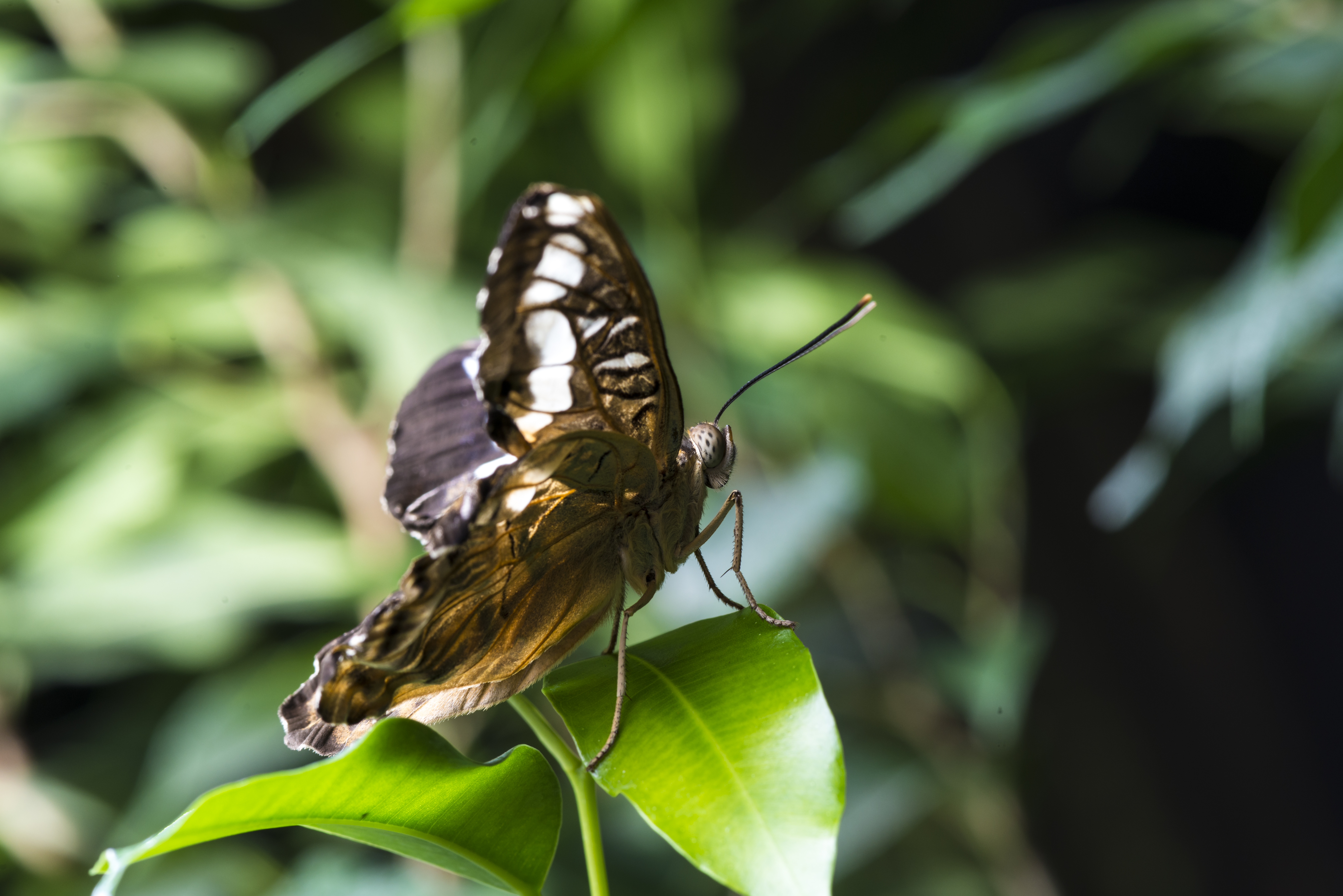Butterfly Centre
