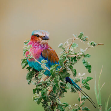 Bird