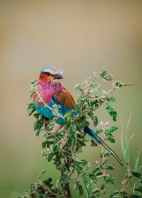 Birdwatching