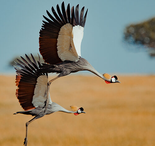 Cranes