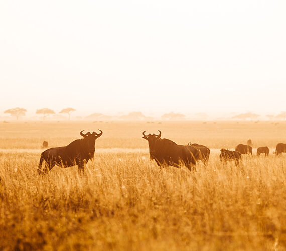 Rhinos
