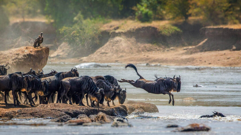 Serengeti
