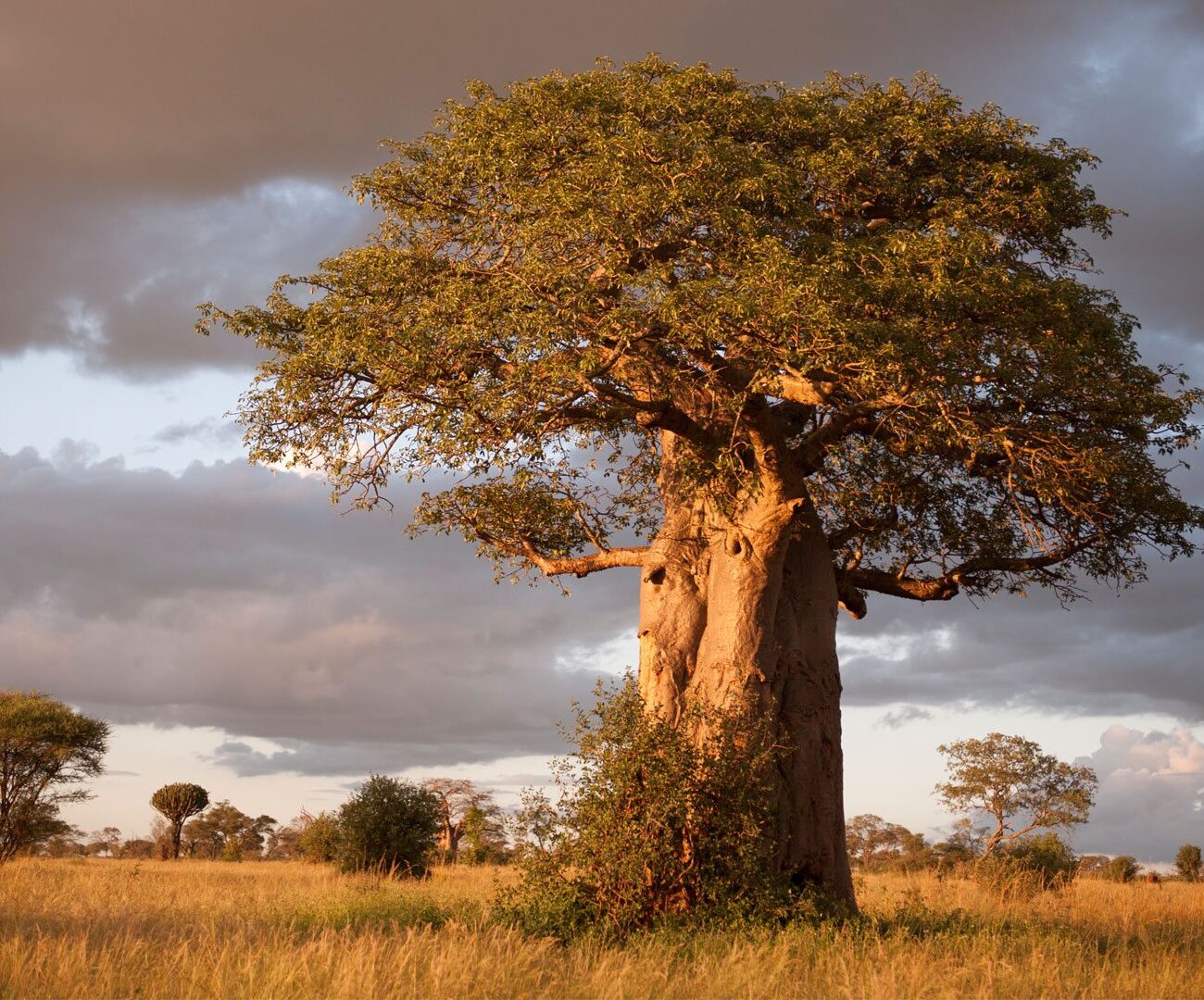 Tarangire
