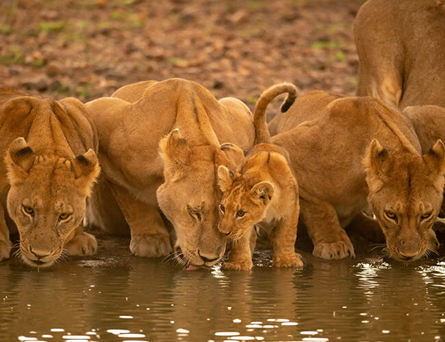 Lions
