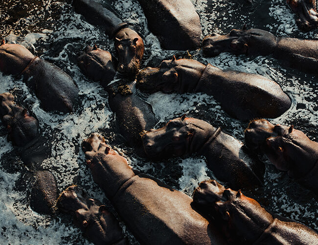 Hippos